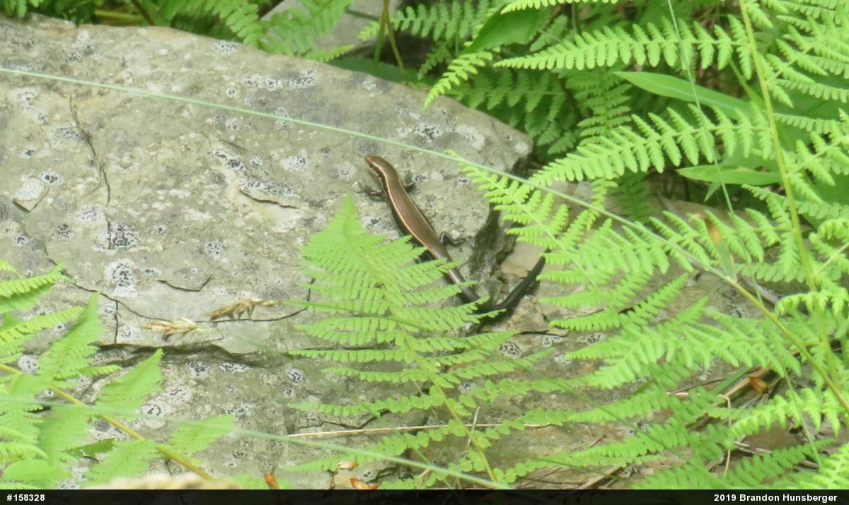Northern Coal Skink