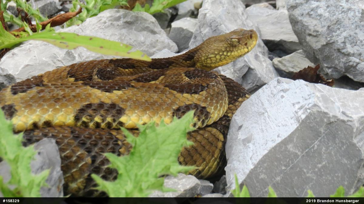Timber Rattlesnake