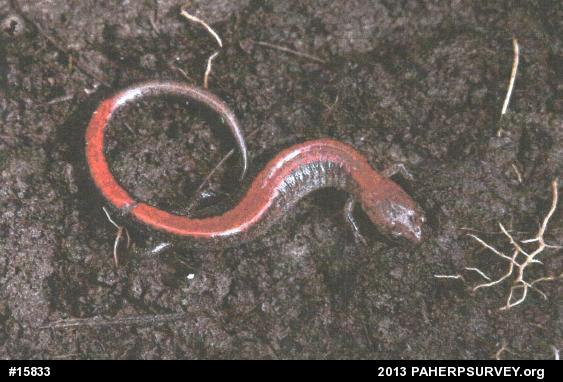 Eastern Red-backed  Salamander