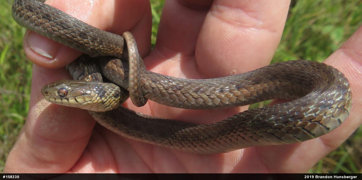 Eastern Gartersnake