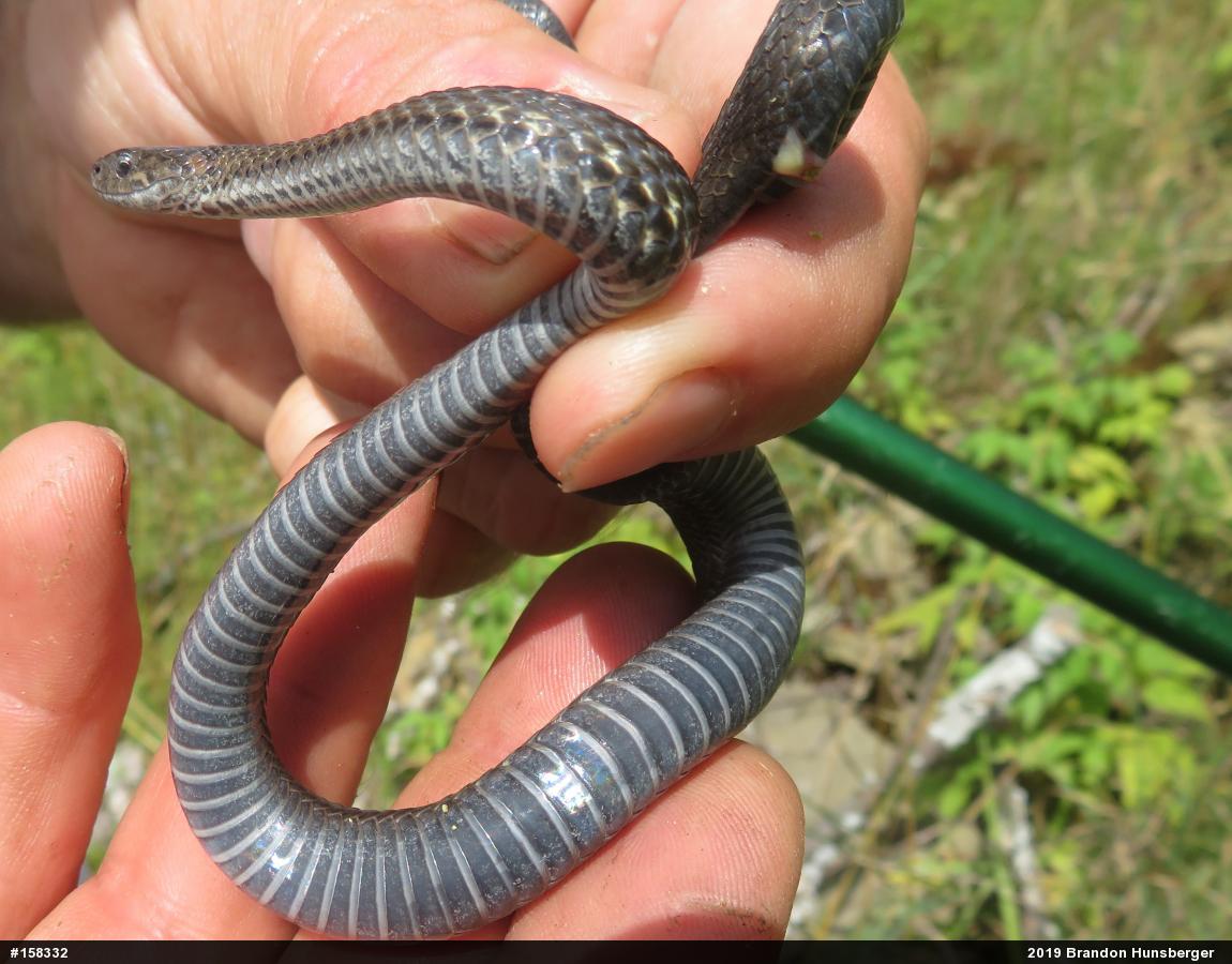 Red-bellied Snake
