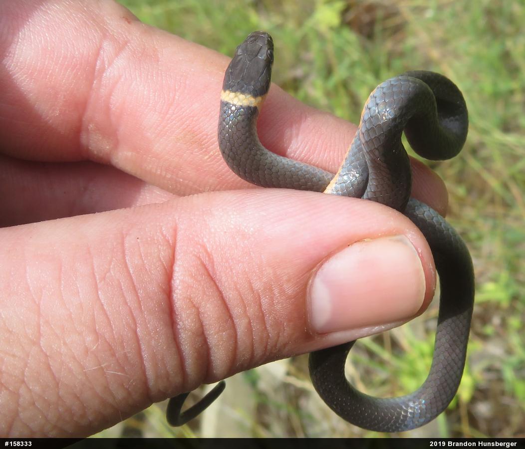 Northern Ring-necked Snake