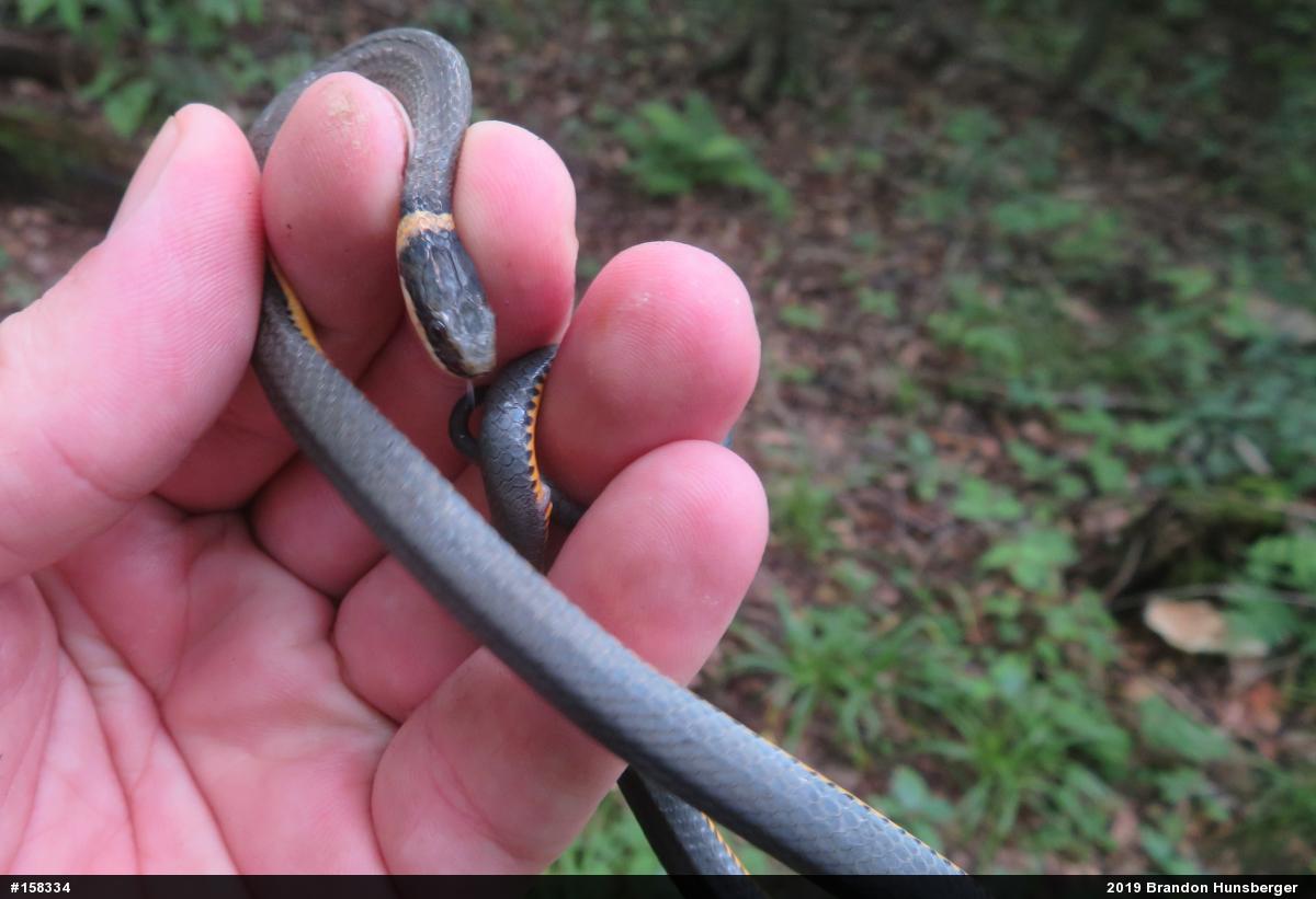 Northern Ring-necked Snake