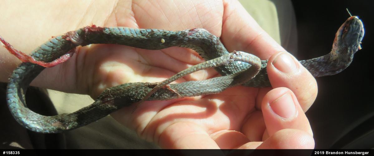 Eastern Gartersnake