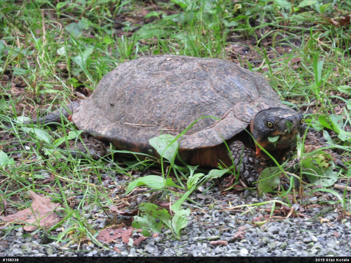 Wood Turtle