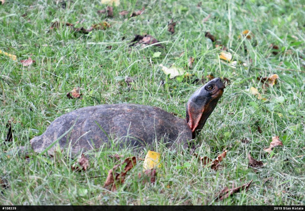 Wood Turtle