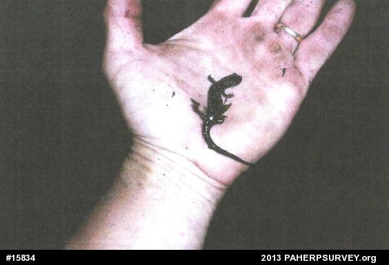 Northern Slimy Salamander