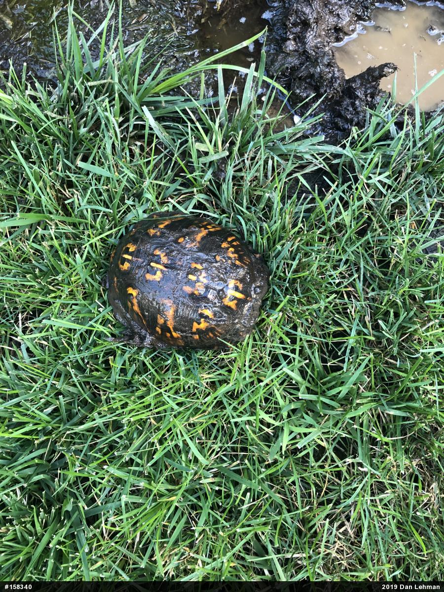 Eastern Box Turtle