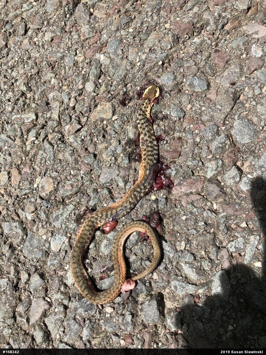 Eastern Gartersnake