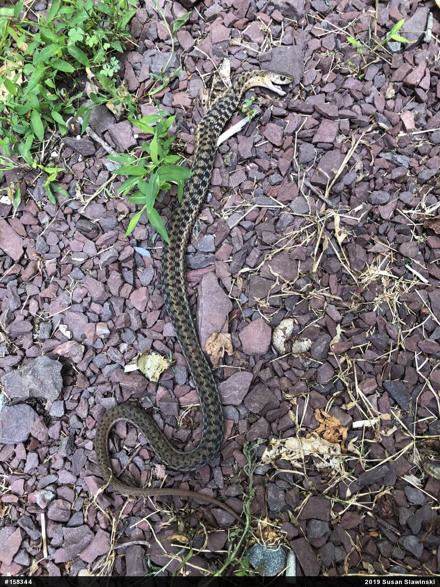 Eastern Gartersnake