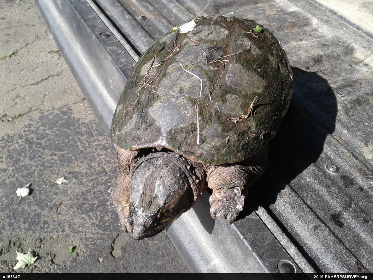 Snapping Turtle