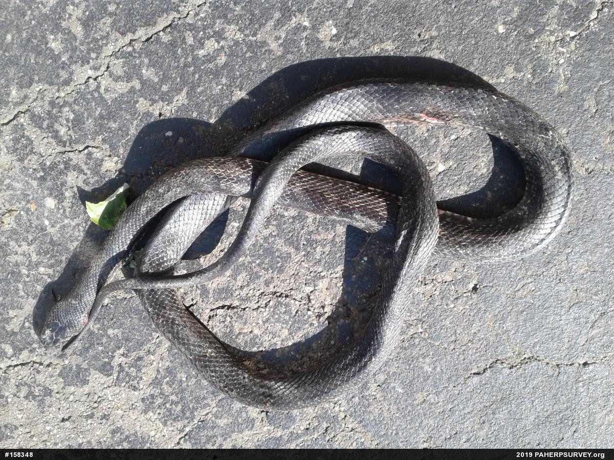 Eastern Ratsnake