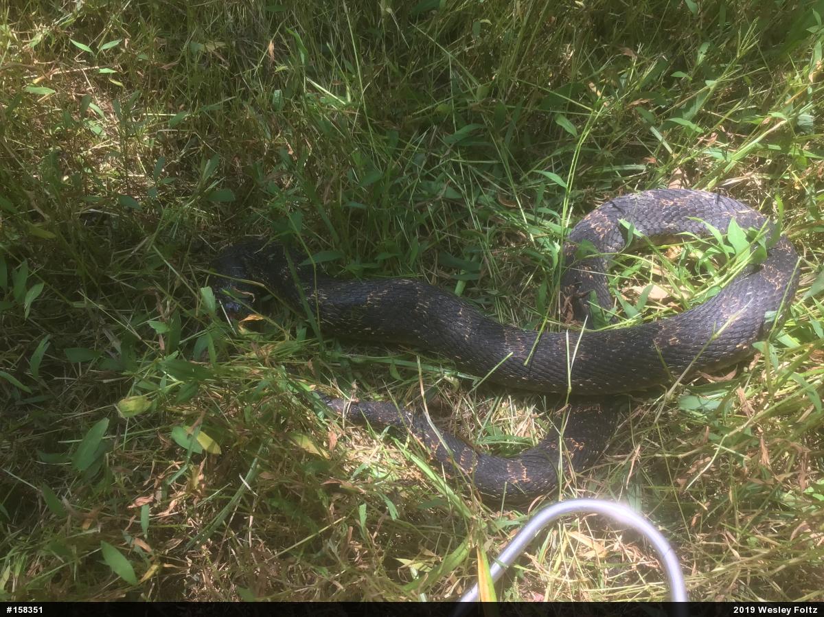 Eastern Hog-nosed Snake