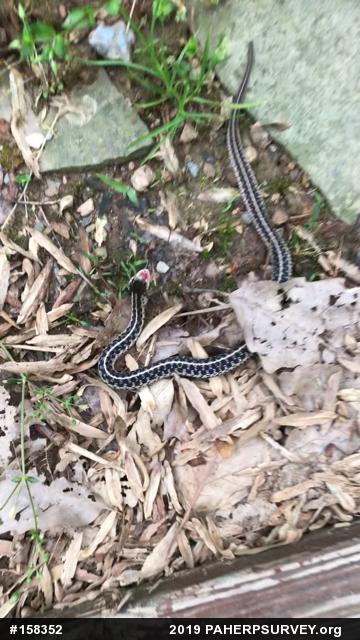 Eastern Gartersnake