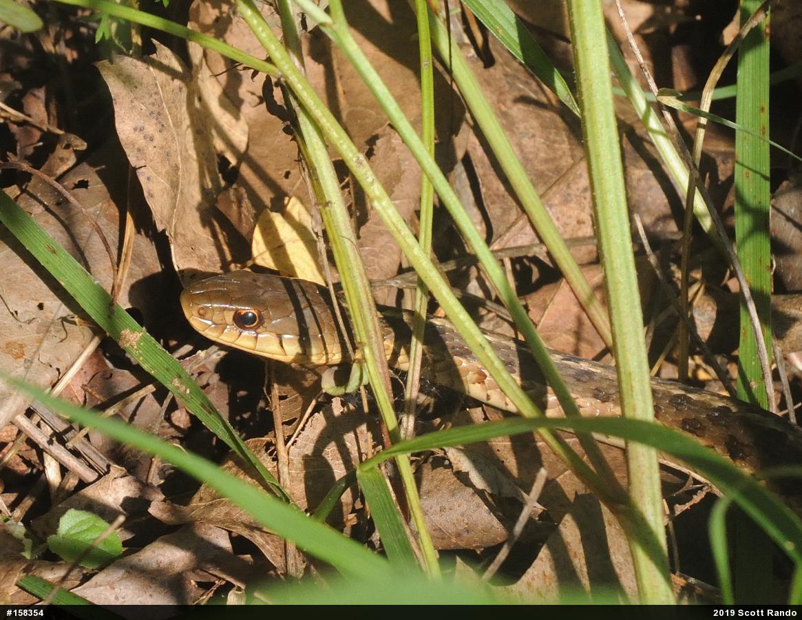 Eastern Gartersnake