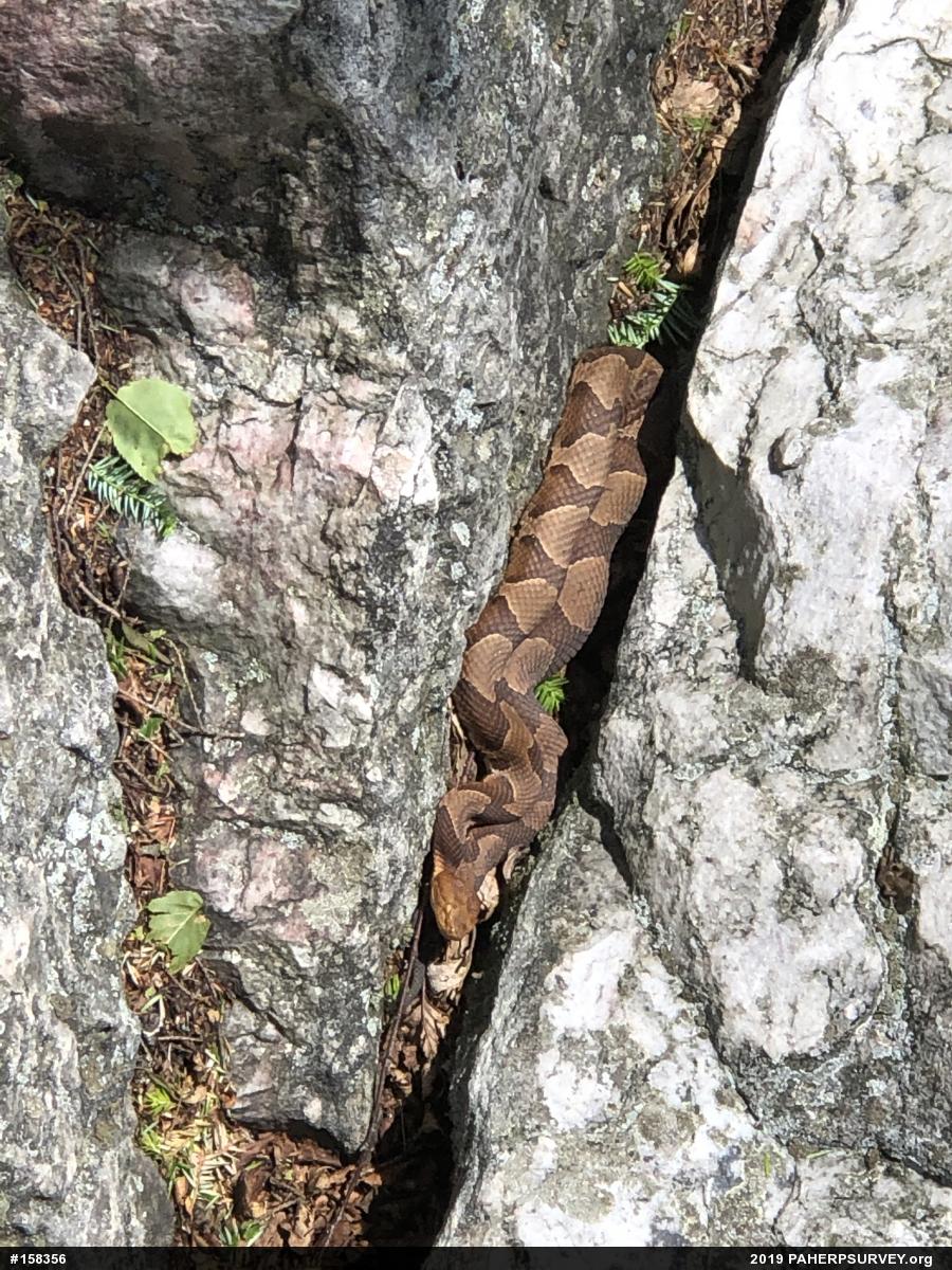 Northern Copperhead