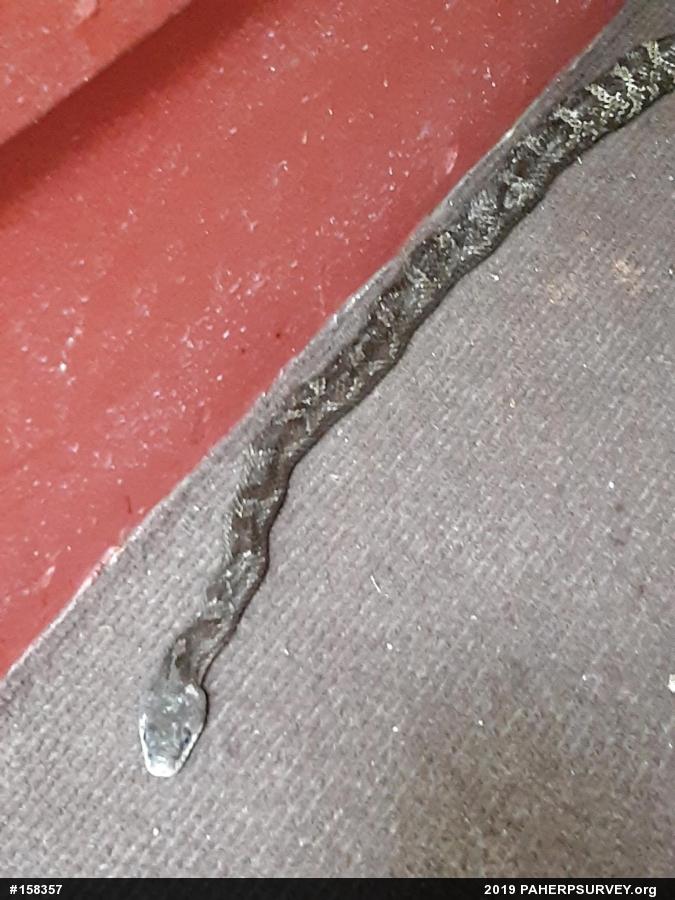Eastern Ratsnake
