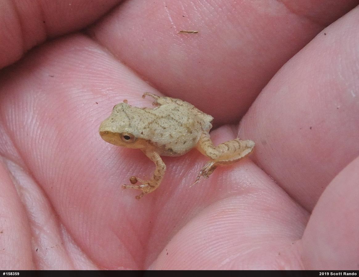 Spring Peeper