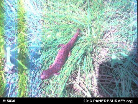 Northern Red Salamander