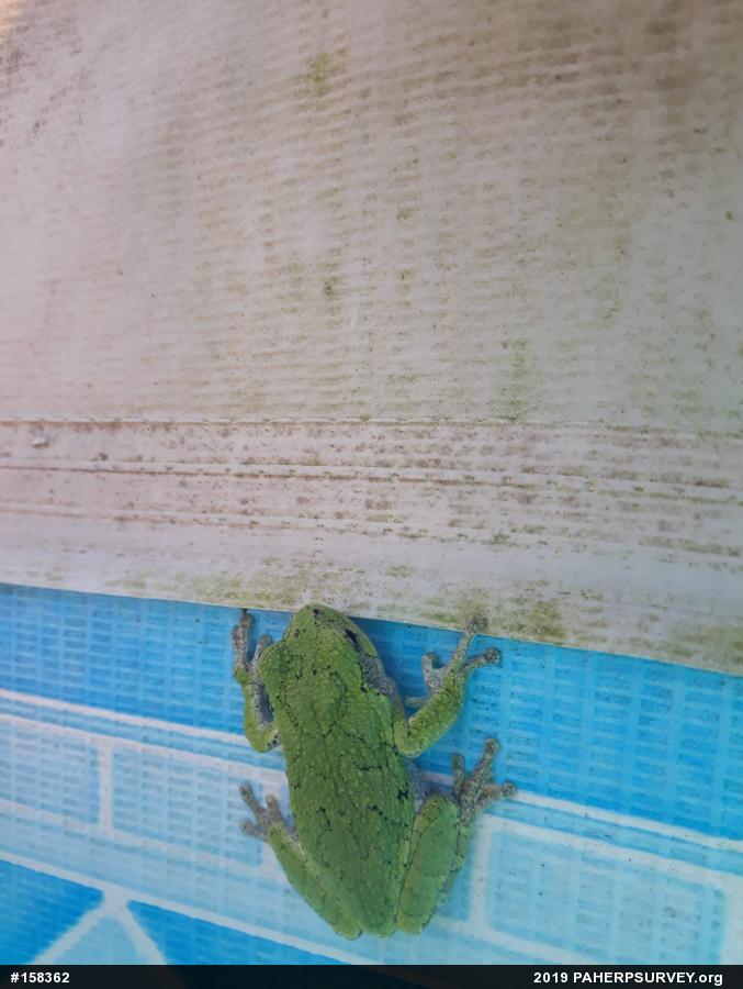Unknown Gray Treefrog