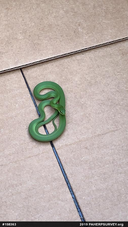 Smooth Greensnake