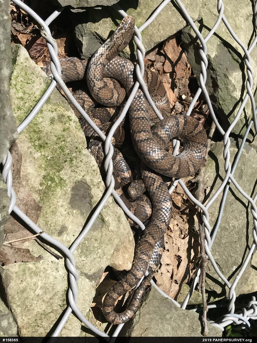 Eastern Milksnake