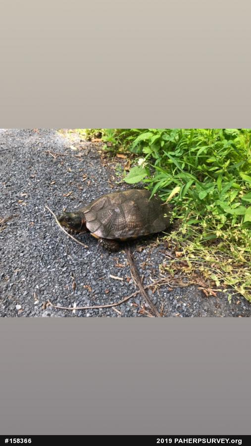 Wood Turtle
