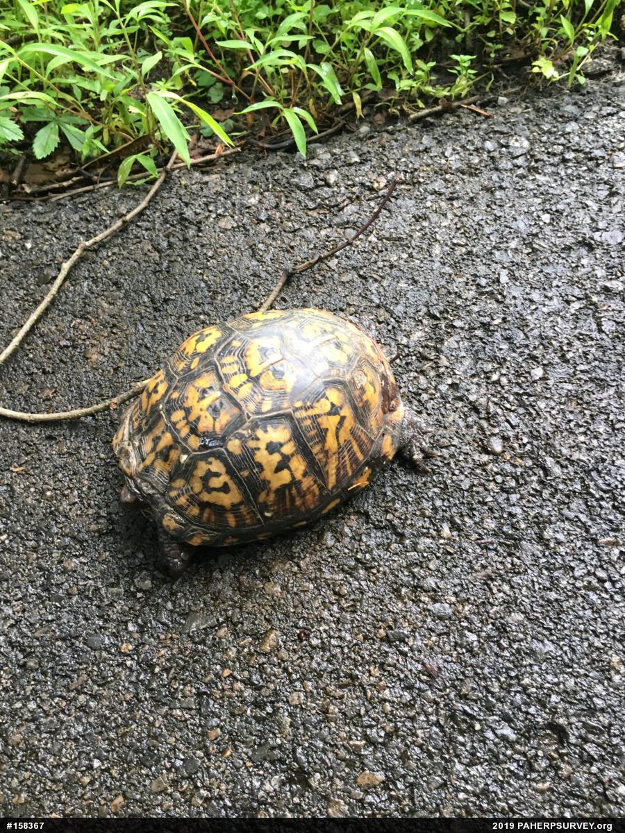 Eastern Box Turtle