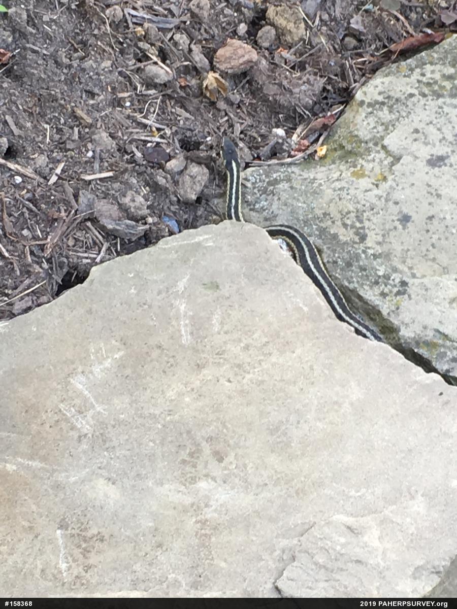 Eastern Gartersnake