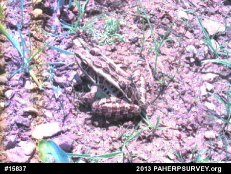 Pickerel Frog