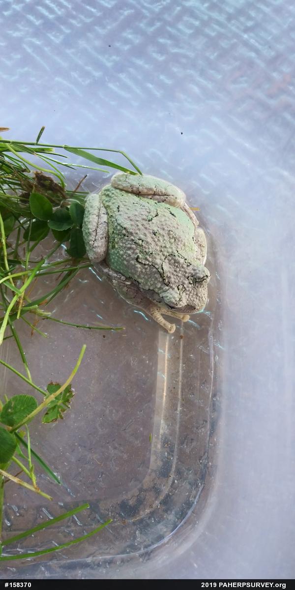 Unknown Gray Treefrog
