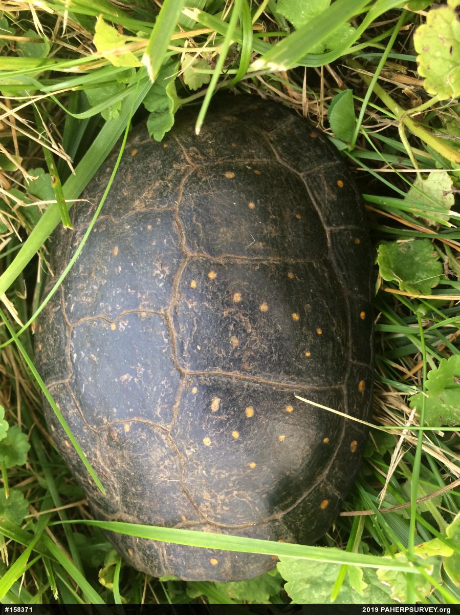 Spotted Turtle