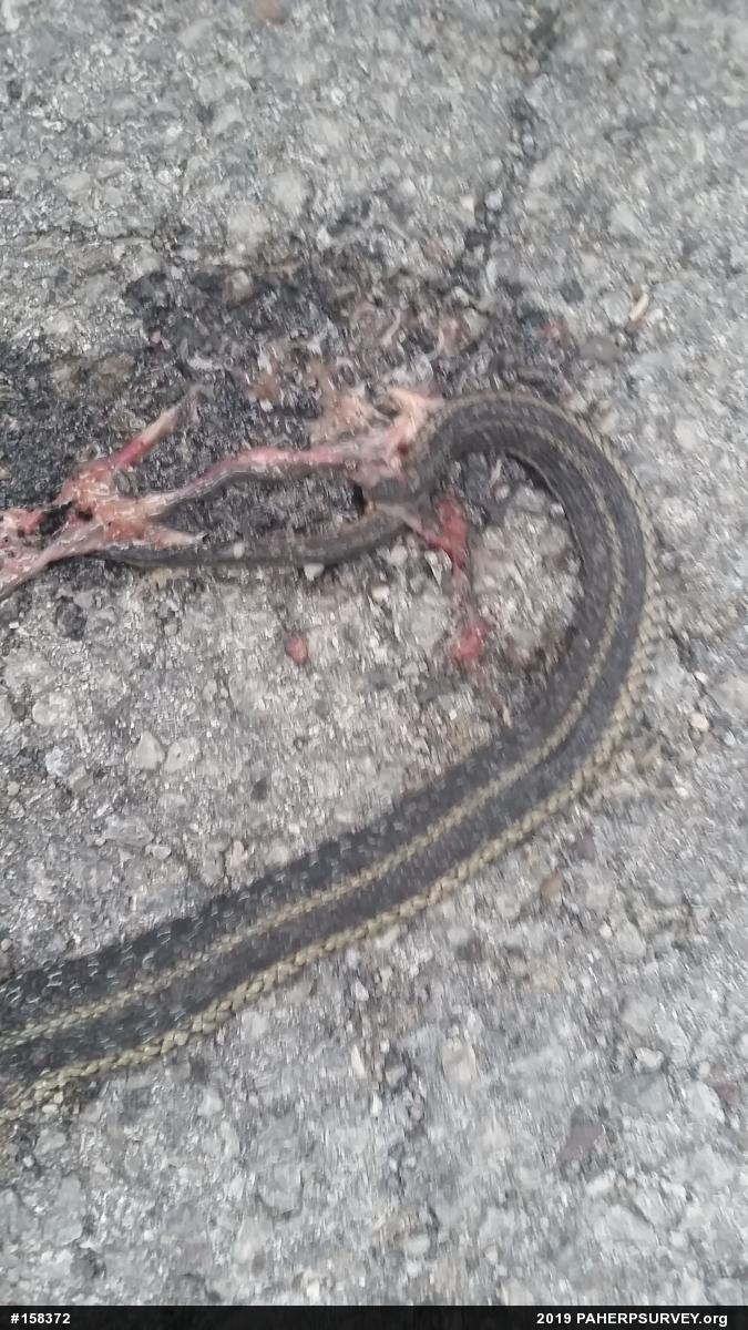 Eastern Gartersnake