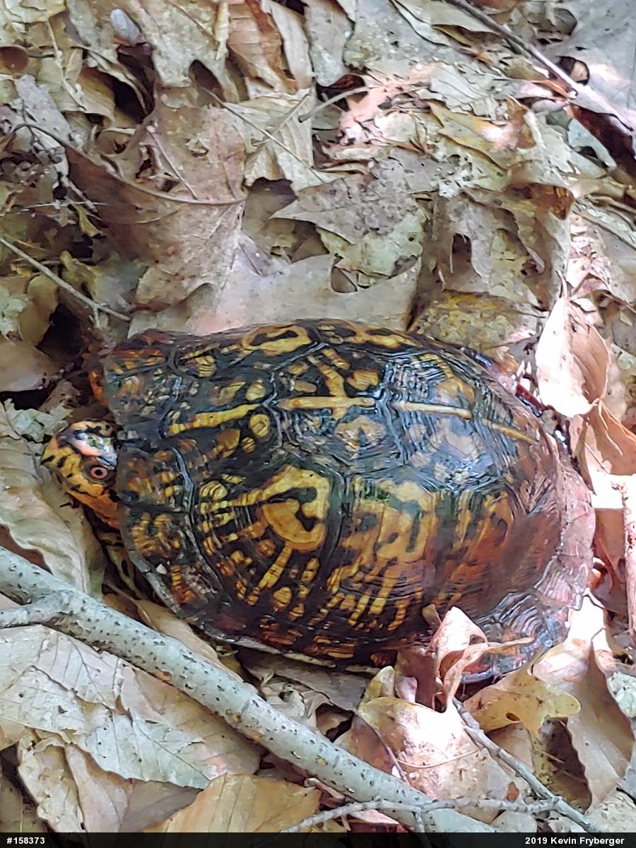 Eastern Box Turtle