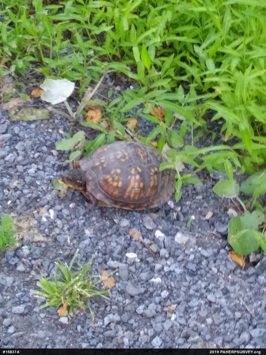 Eastern Box Turtle