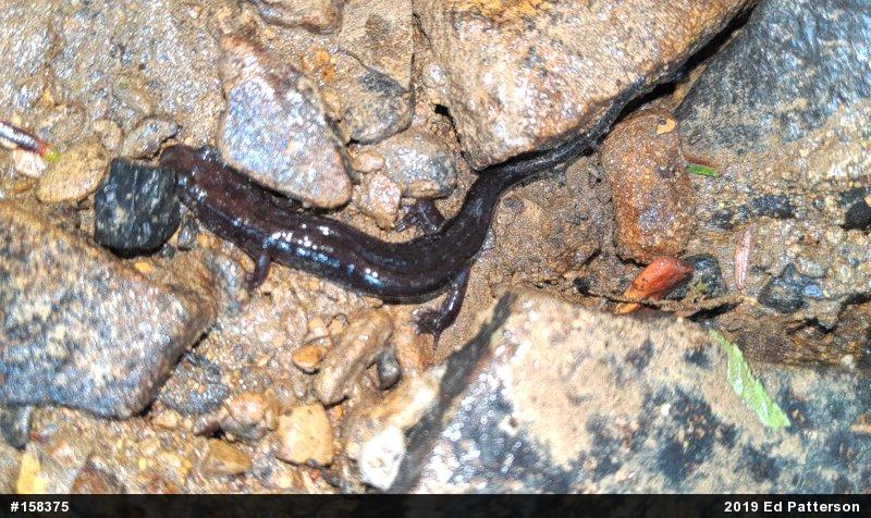 Allegheny Mountain Dusky Salamander