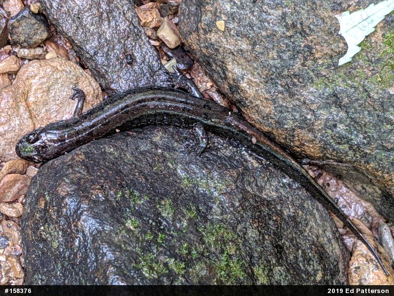 Northern Dusky Salamander