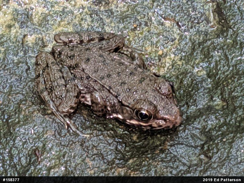 Green Frog