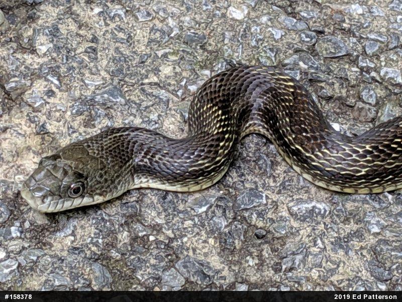Eastern Ratsnake
