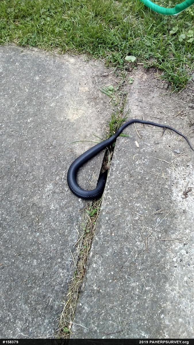 Northern Black Racer