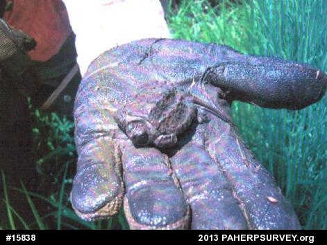 Snapping Turtle