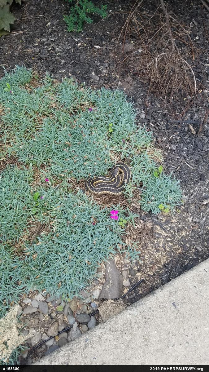 Eastern Gartersnake