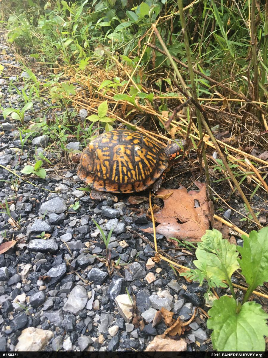 Eastern Box Turtle