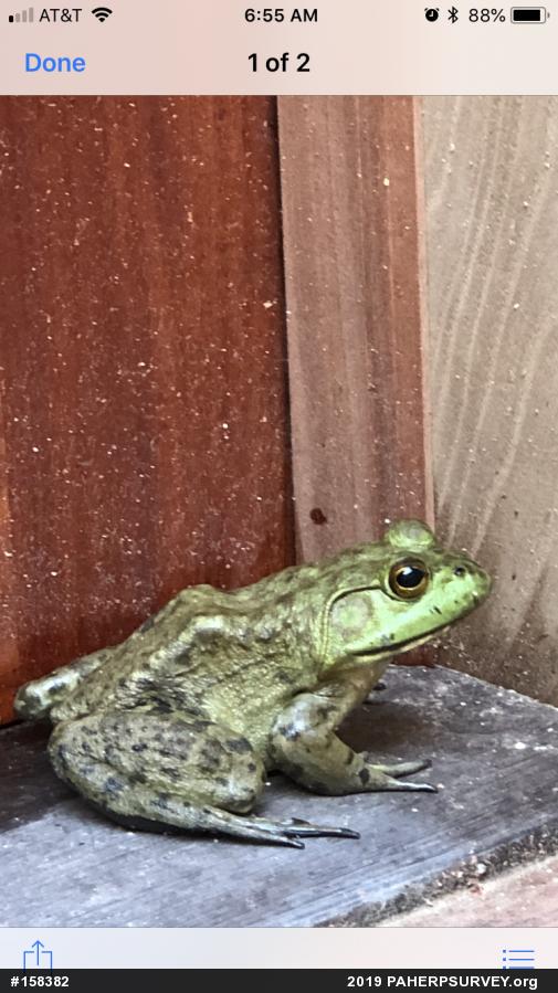 American Bullfrog