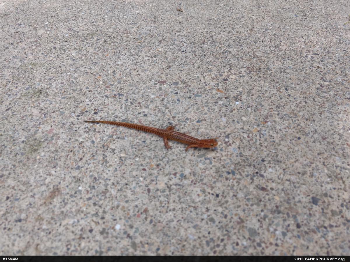 Eastern Long-tailed Salamander