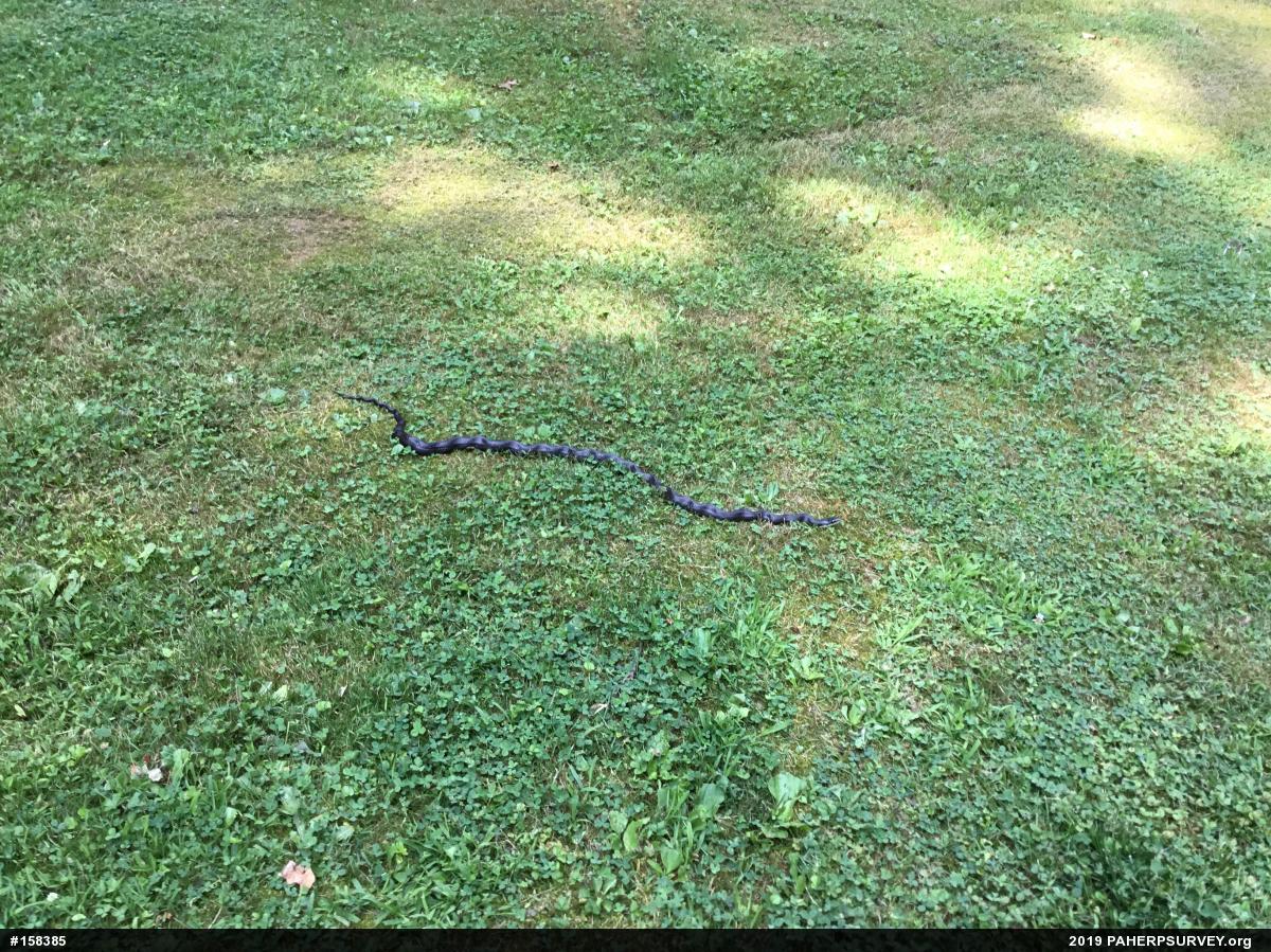Eastern Ratsnake