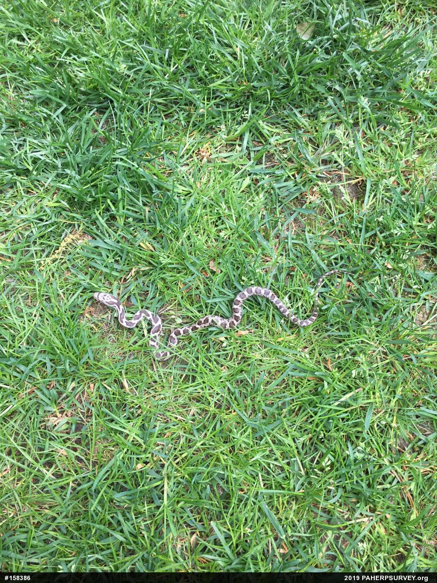 Eastern Ratsnake