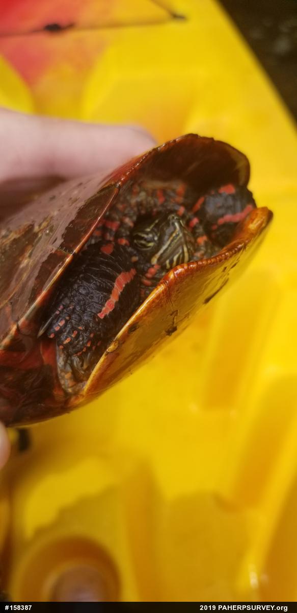 Painted Turtle