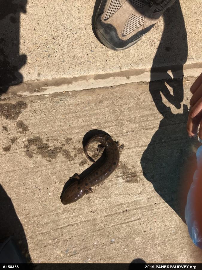 Common Mudpuppy