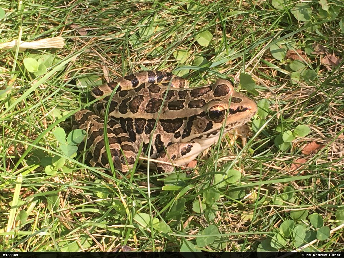 Pickerel Frog